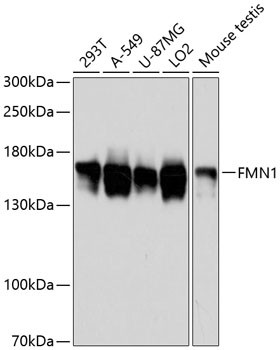 FMN1 Antibody in Western Blot (WB)