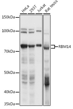 RBM14 Antibody in Western Blot (WB)