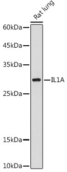 IL-1 alpha Antibody in Western Blot (WB)