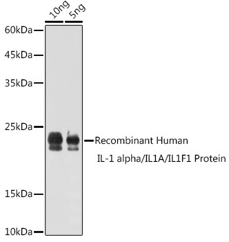 IL-1 alpha Antibody in Western Blot (WB)