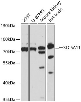 SLC5A11 Antibody in Western Blot (WB)