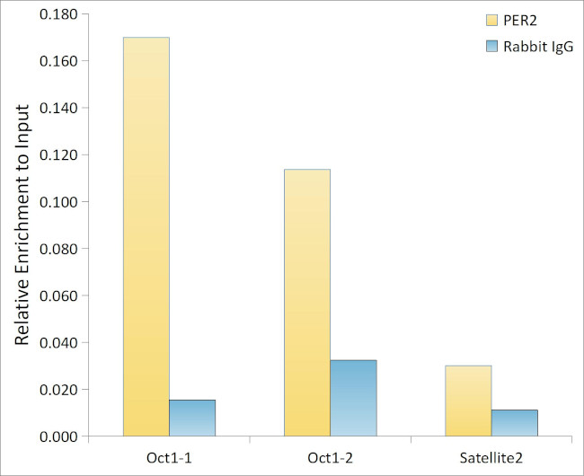 PER2 Antibody in ChIP Assay (ChIP)