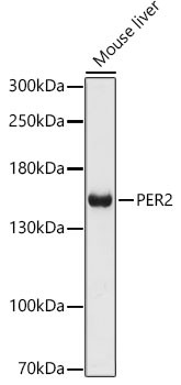 PER2 Antibody in Western Blot (WB)