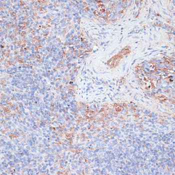 Cathepsin G Antibody in Immunohistochemistry (Paraffin) (IHC (P))