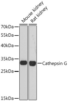 Cathepsin G Antibody in Western Blot (WB)