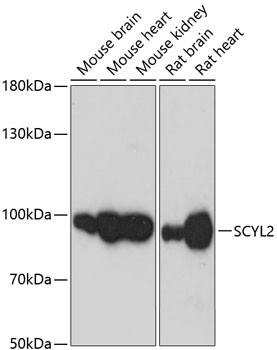 SCYL2 Antibody in Western Blot (WB)