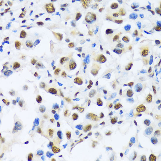 OTP Antibody in Immunohistochemistry (Paraffin) (IHC (P))