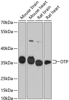 OTP Antibody in Western Blot (WB)