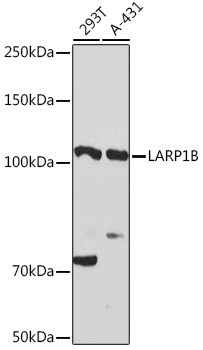 LARP2 Antibody in Western Blot (WB)