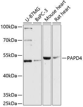 GLD2 Antibody in Western Blot (WB)