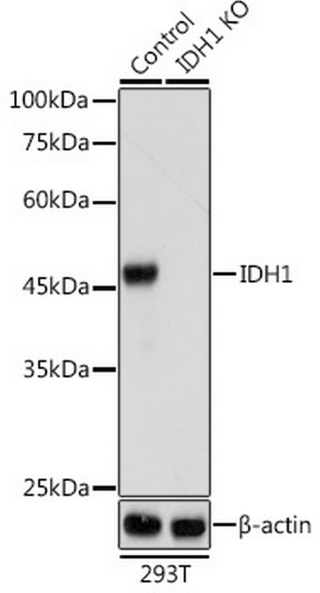 IDH1 Antibody