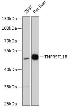 TNFRSF11B Antibody in Western Blot (WB)