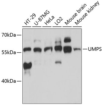 UMPS Antibody in Western Blot (WB)