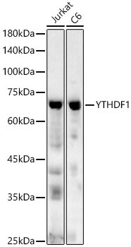 YTHDF1 Antibody in Western Blot (WB)