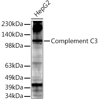 Complement C3 Antibody in Western Blot (WB)