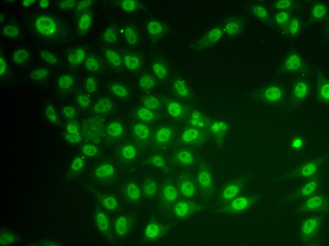 CRY2 Antibody in Immunocytochemistry (ICC/IF)