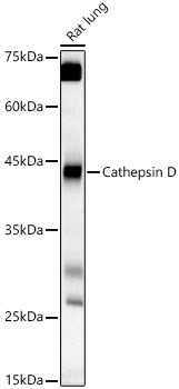 Cathepsin D Antibody in Western Blot (WB)