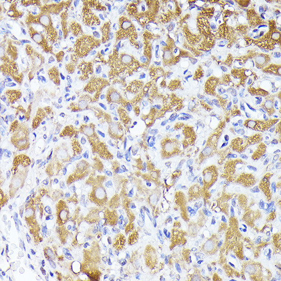 DBI Antibody in Immunohistochemistry (Paraffin) (IHC (P))