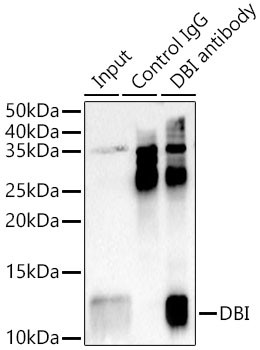 DBI Antibody in Immunoprecipitation (IP)