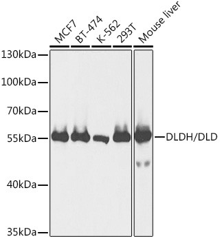 DLD Antibody in Western Blot (WB)