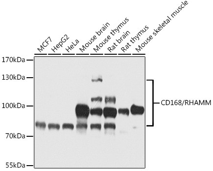 RHAMM Antibody in Western Blot (WB)