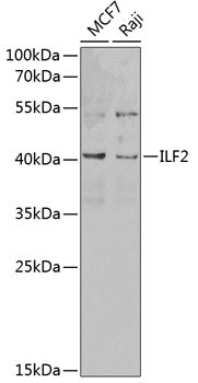 ILF2 Antibody in Western Blot (WB)