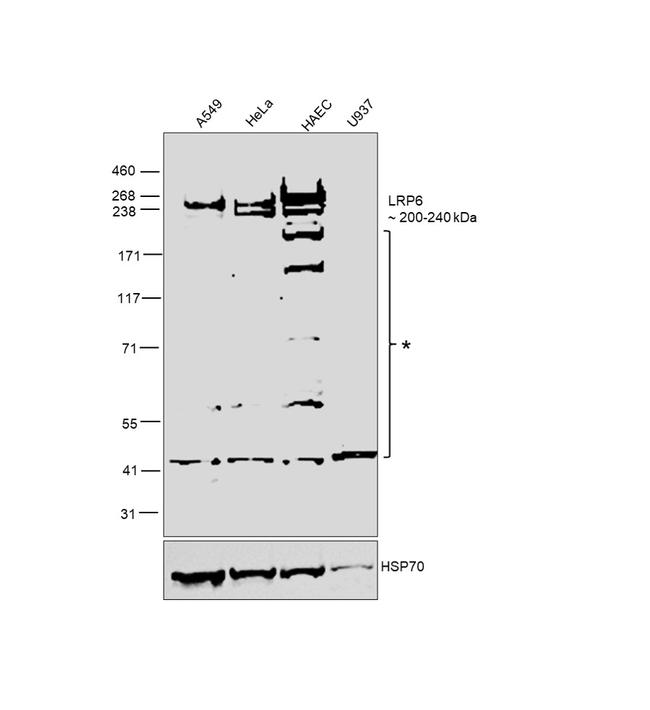 LRP6 Antibody in Western Blot (WB)