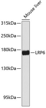 LRP6 Antibody in Western Blot (WB)