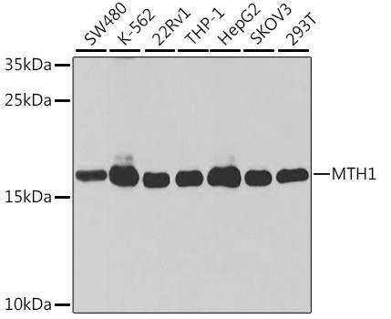 MTH1 Antibody in Western Blot (WB)