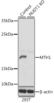 MTH1 Antibody in Western Blot (WB)