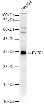 PYCR1 Antibody in Western Blot (WB)