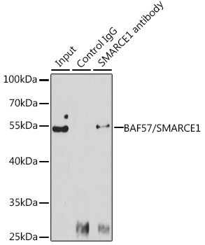 BAF57 Antibody in Immunoprecipitation (IP)