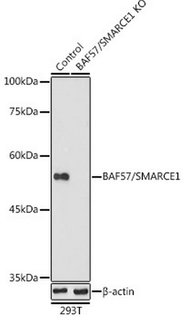 BAF57 Antibody