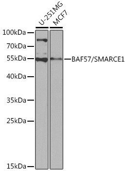 BAF57 Antibody in Western Blot (WB)