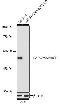 BAF57 Antibody in Western Blot (WB)