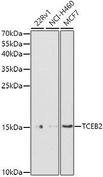 TCEB2 Antibody in Western Blot (WB)