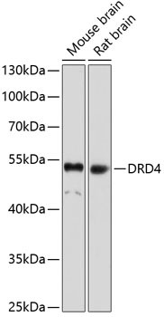 D4 Dopamine Receptor Antibody in Western Blot (WB)