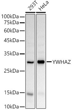 14-3-3 zeta Antibody in Western Blot (WB)