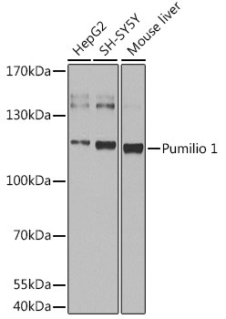 PUM1 Antibody in Western Blot (WB)