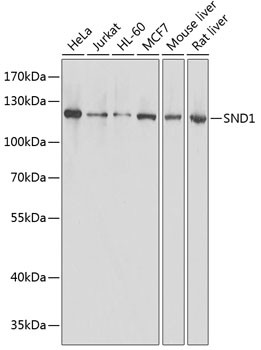 SND1 Antibody in Western Blot (WB)