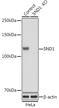 SND1 Antibody in Western Blot (WB)