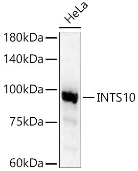 INTS10 Antibody in Western Blot (WB)