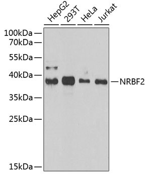 NRBF2 Antibody in Western Blot (WB)