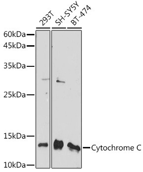 Cytochrome C Antibody in Western Blot (WB)