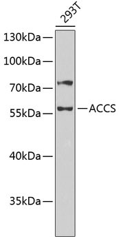 ACCS Antibody in Western Blot (WB)