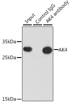 Adenylate Kinase 4 Antibody in Immunoprecipitation (IP)