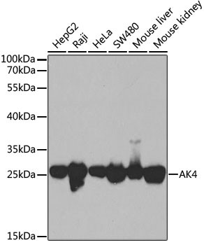 Adenylate Kinase 4 Antibody in Western Blot (WB)