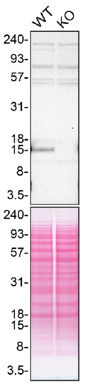 Angiogenin Antibody in Western Blot (WB)