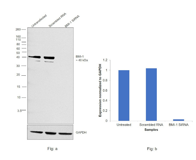 BMI-1 Antibody