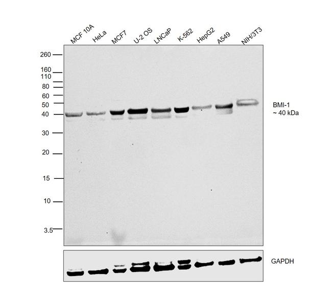 BMI-1 Antibody in Western Blot (WB)